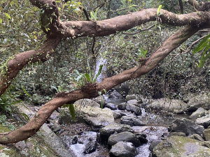 《探訪熊空秘境 2｜新北三峽雲心 × 森山瀑布 一柔一剛的雙瀑饗宴》