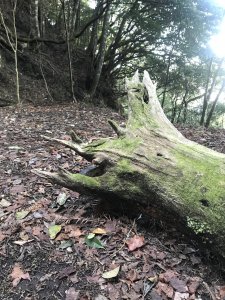 里龍山