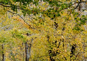 大崙山銀杏森林