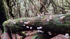 《台中》魔幻森林｜橫嶺山沙蓮山O型