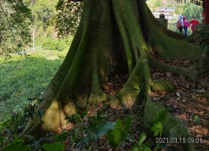 [新竹芎林]低海拔客家庄五龍村的...大板根+大樹群