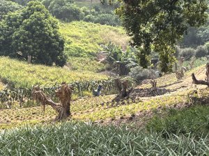 2024.10.27 阿罩霧山