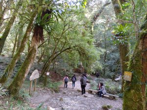 [探訪神木]新竹尖石...司馬庫斯巨木群