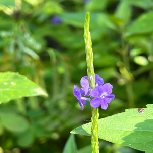 朱蒂的頭像