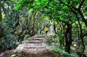 【彰化】跟著寶寶漫步參山.八卦山尋寶/挑水.隴頂.中央嶺造林.十八彎.登廟.茶香.田中森林登山步道