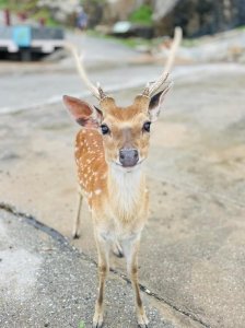 馬祖大坵-梅花鹿島-整座島都是梅花鹿的天下🦌