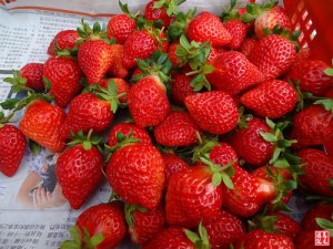 【苗栗】大湖紅色琉璃瓦草莓園