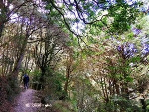 【台中。和平】繽紛色彩妝點山林綠意。 編號39小百岳稍來山