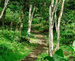 【走在台灣的脊樑上】池南、鯉魚山森林步道
