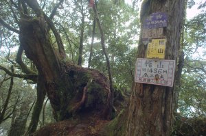 2022 D1127 山車廣山-檜山-福巴越嶺道-大羅蘭溪吊橋