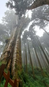 阿里山水山巨木