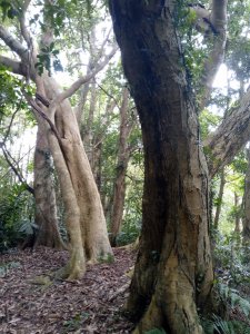 20210327-新竹六畜山-麥樹仁山-縱走