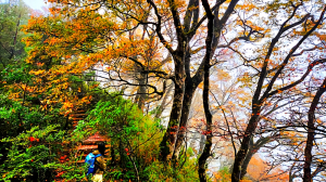 台灣山毛櫸國家步道，翠峰湖環山步道，望洋山步道