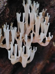 橫沙笛/橫嶺山、沙蓮山、笛吹山