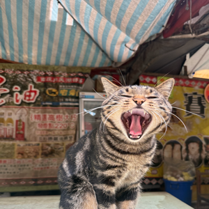 高維斌
