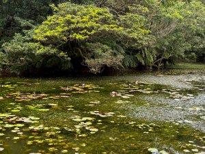 小百岳土庫岳路線上的秘境 山豬湖