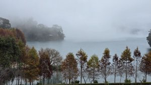 中部最美的落羽松，最美的自行車道，向山遊客中心的落羽松，最迷人的時候，美的不可思議，彷彿置身在潑墨畫