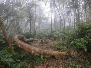 [新竹尖石][五]內灣山、麥樹仁山南峰、麥樹仁山、舊砲台山、加那排山(加那桃山)、帽盒山、巴卡山、嘉樂山