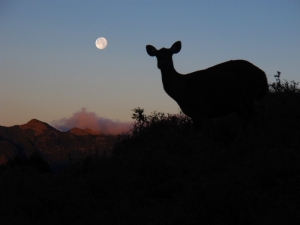 【動物】晨光與滿月下之水鹿