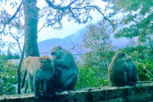 初探玉山國家公園塔塔加