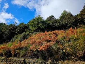 大雪山神木步道