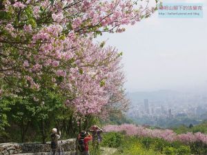 【台北市】東昇步道-鼎筆橋步道-十八挖水圳步道-風尾步道 賞櫻行