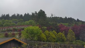 太平山檜木原始步道