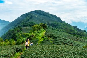 ❤ 雲嘉五連峰，峰峰相連綠茶園