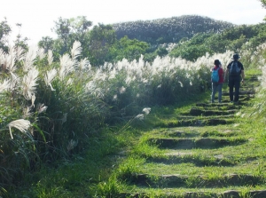 【新北市】南子吝山上芒花藍海