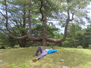 東埔上郡大山下龍貓公車(下)