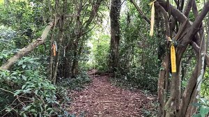 20250531 新竹關西 赤柯山及東獅頭山 O型