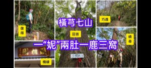 橫芎七山(“啞妮”兩肚苦；狡鹿三窩藏)