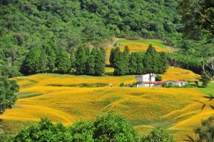 【開花筆記】夏日唯美：機車小旅行 赤柯山 金針花海