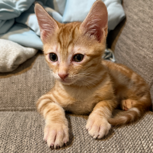 Lee ╭(°A°`)╮的頭像