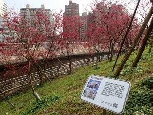 大湖公園-白鷺鷥山-康樂山-明舉山-內溝溪-東湖樂活公園賞櫻