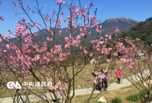 【新聞】陽明山百棵櫻花樹盛開 花鐘廣場爆人潮