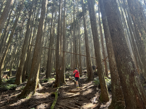 民都有山(面托油山)， 步上五星級步道，一同暢遊在茂密柳杉林中，感受大自然的氣息