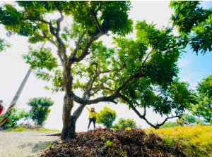 阿罩霧山(小百岳#46) 前山後山走一圈