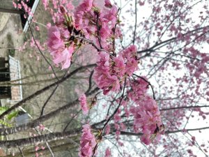 鵝公髻山🌸山上人家