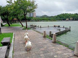 【走路趣尋寶】大湖公園