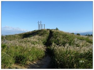 三角埔頂山/賞芒花
