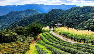 獅公髻尾山，南山寺觀景台