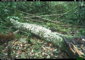 紅外線相機監測揭密 山羌成「跨物種同框王」