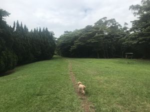 【忠義山親山步道】