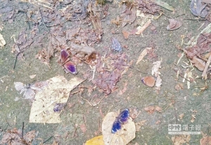 【新聞】南下避冬遇寒流2000紫斑蝶凍死