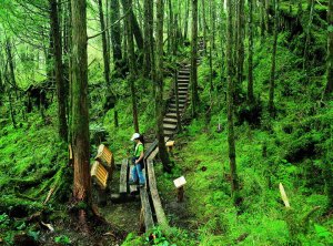 【新聞】太平山國家森林遊樂區7-8月期間 每週六凌晨2:30分開園