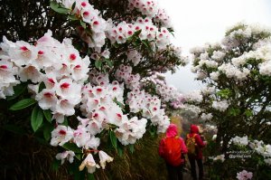 【南投】2021合歡山杜鵑花季的春之盛會-小奇萊