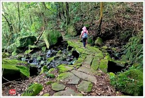 【擎天崗步道系列】金包里大路(魚路古道) 擎天崗至上磺溪段