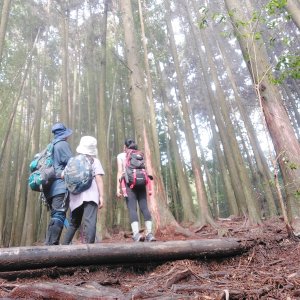 111.11.26台中／和平 絕美香杉林秘境，巧遇藍腹鷴（大棟山-長壽山-醜棟山連走）