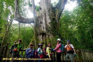 【新竹】司馬庫斯 巨木步道